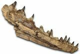Fossil Mosasaur Jaw From Laayoune, Morocco - New Location #353161-3